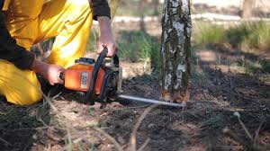 Best Commercial Tree Services  in Terrace Heights, WA