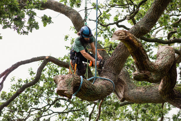 How Our Tree Care Process Works  in  Terrace Heights, WA