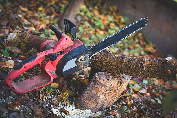 Best Lawn Renovation and Restoration  in Terrace Heights, WA